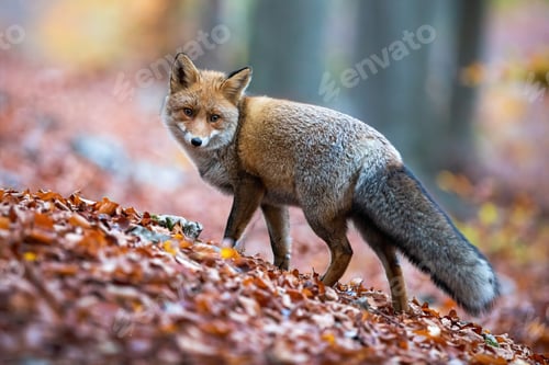 Preview: Red fox with puffy tail looking behind over shoulder in autumnal forest