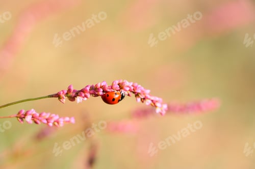 Preview: Closeup of a ladybug on persicaria longiseta in a field with a blurry background