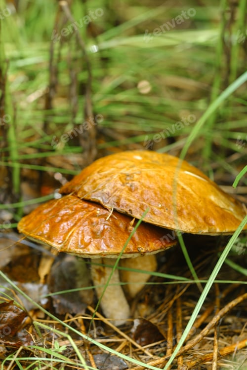 Preview: In the forest grow magnificent mushrooms podberezoviki. Forest mushrooms