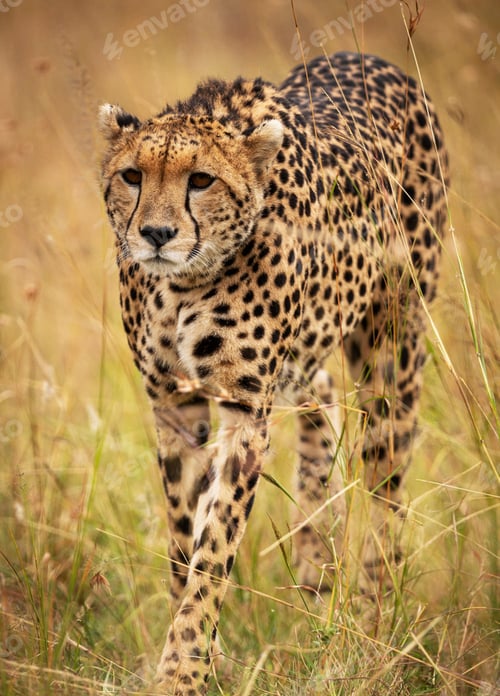 Preview: A Best wildlife vacations in Pictures