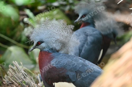 Preview: Victorian pigeons