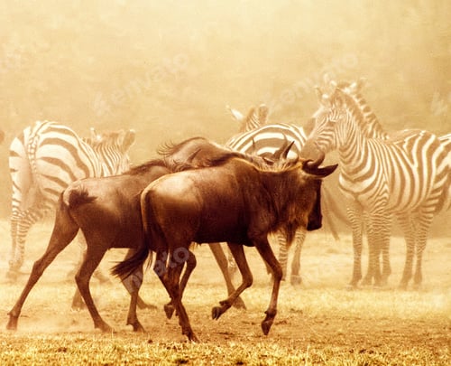 Preview: A Beautiful Tanzania Wildlife in picture of World