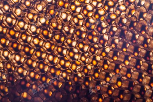 Honeycomb Texture with Glowing Orange Highlights Close Up