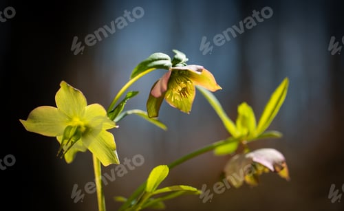 Preview: wild flowers in early spring