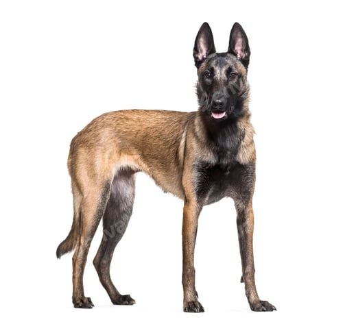 Preview: Malinois dog standing, cut out