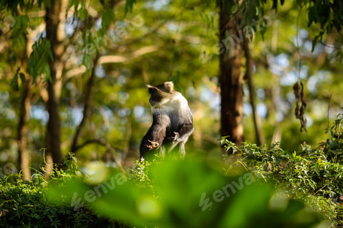 Preview: Monkey Primate Mammals Wild Wildlife Animals Nairobi National Park Kenya