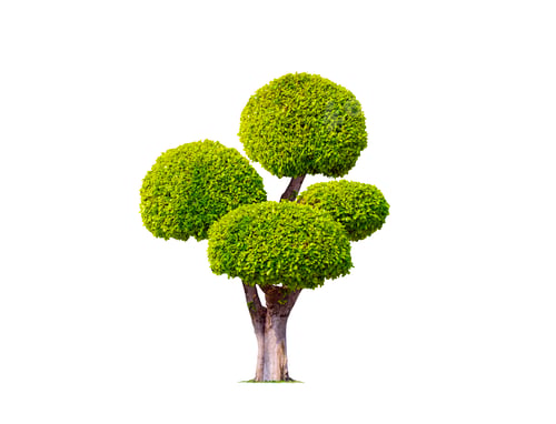 Preview: Decorative Big Bonsai Tree ( Wrightia religiosa ) on Isolated White background with Clipping Path