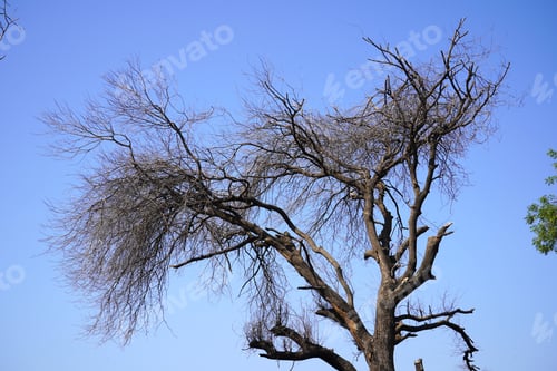 Preview: Trees on blue sky background