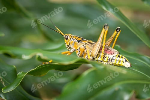 Preview: Side view of locust.