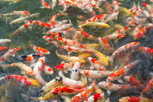 Preview: Carp fish in pond