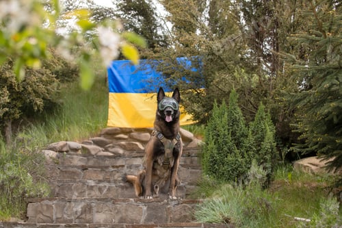 Preview: Dog armor. Dog in a bulletproof vest. Belgian Shepherd Malinois dog in front of a Ukrainian flag.