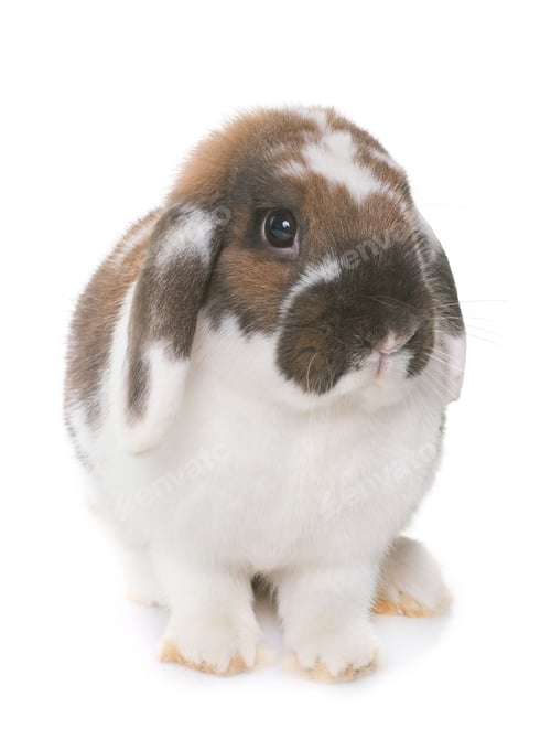 Preview: Dwarf lop-eared rabbit