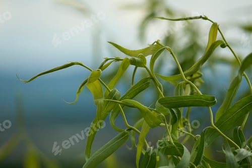Preview: Closeup of a beautiful Salix matsudana with a blurry background