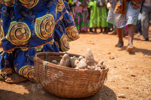 Preview: Close-up of a basket containing Yam, a tuber, at a celebration in Cameroon, Africa