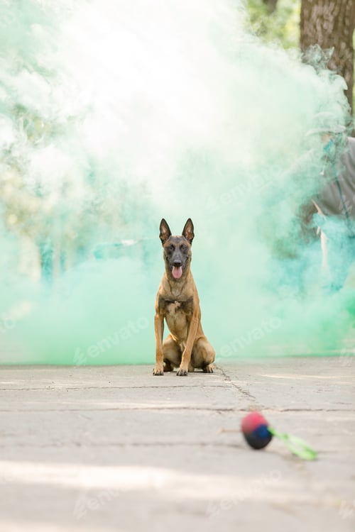 Preview: Belgian Shepherd Malinois dog outdoor. Dog with colorful smoke