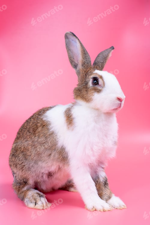 Preview: Brown and white bunny rabbit with long ears stands in front of pink background
