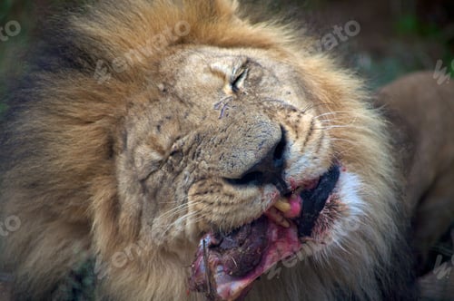 Preview: Lion in Botswana