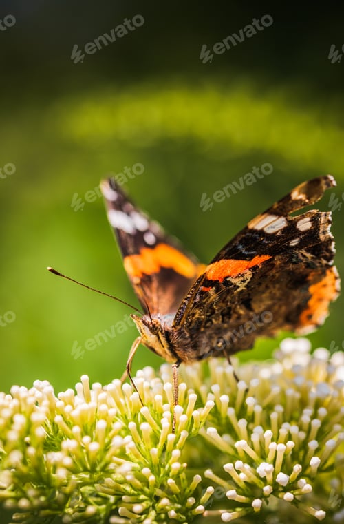 Preview: Closeup of Vanessa atalanta, the red admiral or, the red admirable butterfly on flower