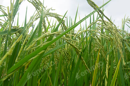 Preview: Close up of the paddy rice plant at paddy field
