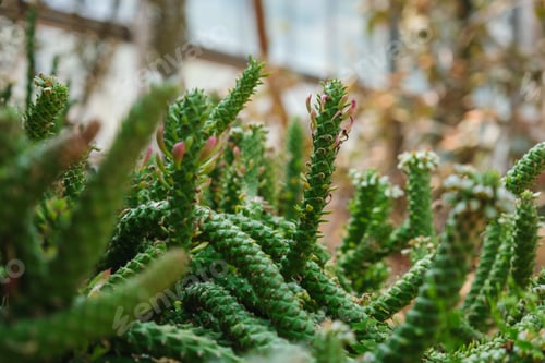 Preview: Euphorbia guentheri in botanic garden