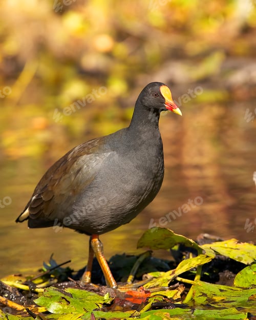 Preview: waterfowl