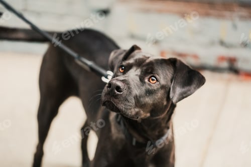 Preview: Cute black lab pit bull mix dog on a leash looking up