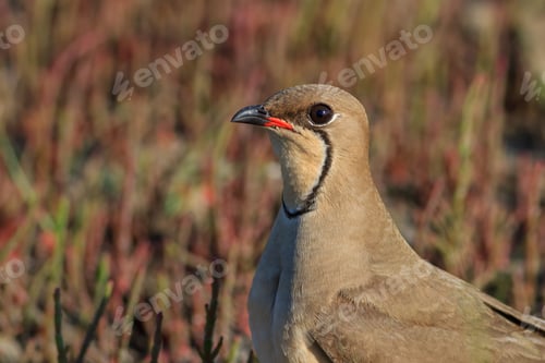 Preview: collared pratincole