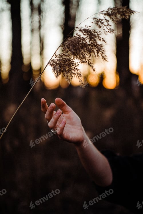 Preview: Vertical closeup of a hand reaching to a plant