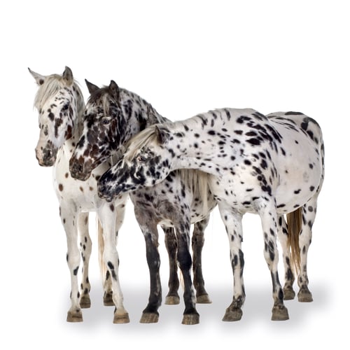 Preview: Appaloosa horse