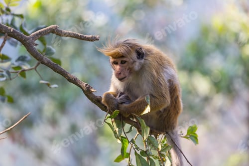 Preview: Monkey