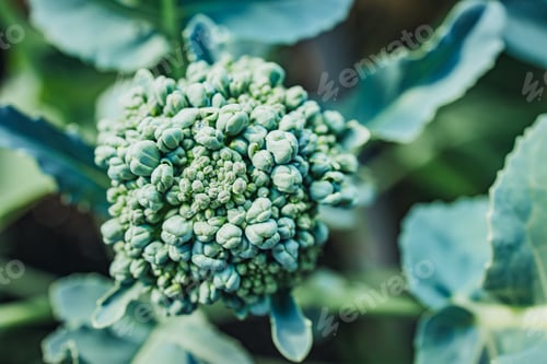Preview: Freshly Grown Broccoli Head in a Lush Green Garden Setting Under Natural Light