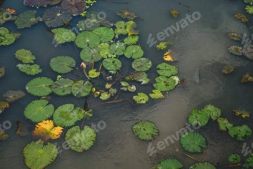 Preview: green lotus leaf with pink lotus bud on a pond