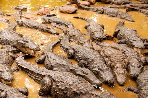 Preview: Crocodiles or alligators basking in the sun.
