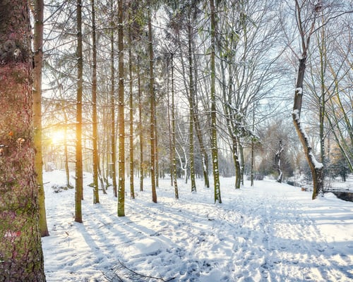 Preview: Outstanding winter sunset in city park with trees in the snow.