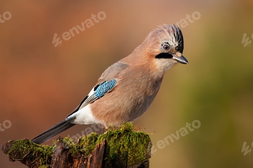 Preview: Jay sitting on top of old tree trunk with green moss at sunset
