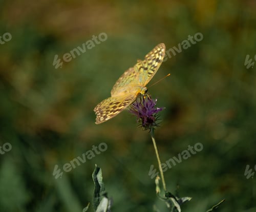 Preview: Mother-of-pearl large forest butterfly pollinating flowers in the summer day, soft background