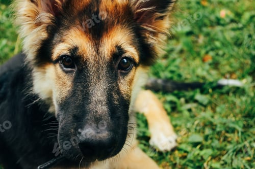 Preview: amazing adorable puppy german shepherd sitting on green grass and looking with cute eyes, summer