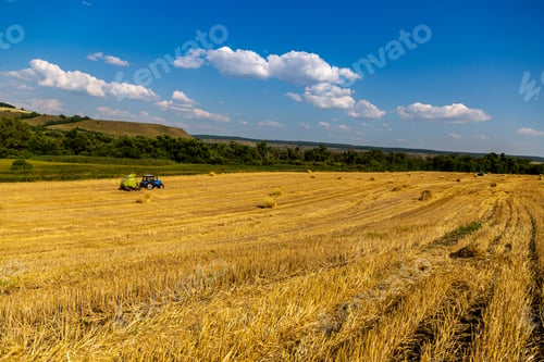 Preview: golden field with spikelets of ripe wheat
