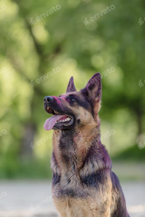 Preview: German shepherd dog playing on the beach with pink holi colors. Holi festival. Dog holi photo.
