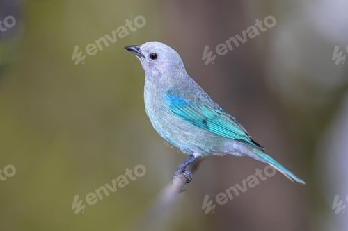Preview: Blue gray tanager on branch