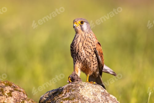 Preview: Common Kestrel Perched Eating Mouse