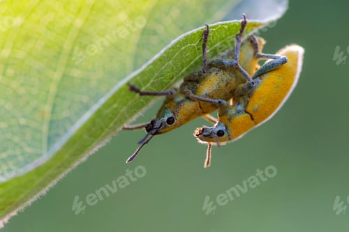 Preview: couple weevil
