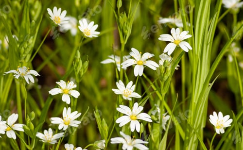 Preview: Close-up white small wildflowers on a sunny warm Spring