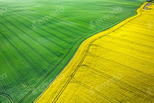 Preview: Rapeseed and wheat field at sunrise in spring.