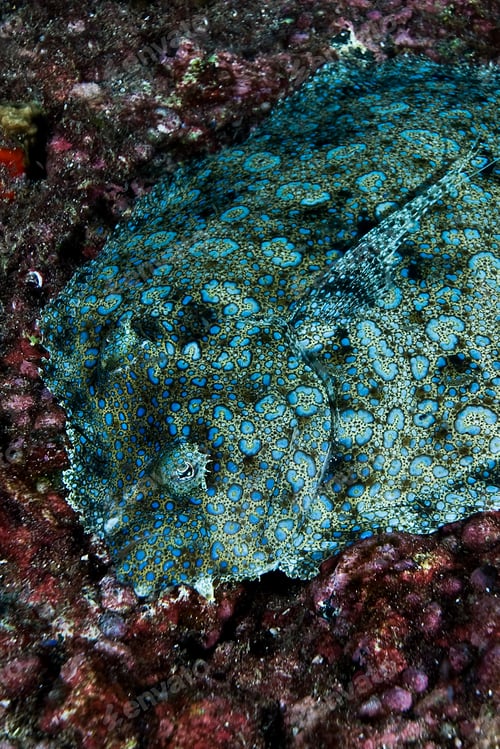 Preview: Peacock Flounder lying on seabed, Cocos Island, Costa Rica