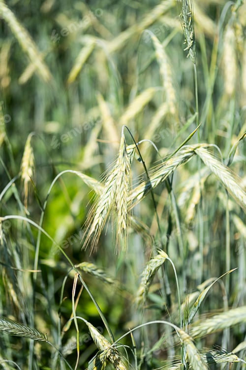 Preview: Barley Spikelets at Farm Field, Close Up.