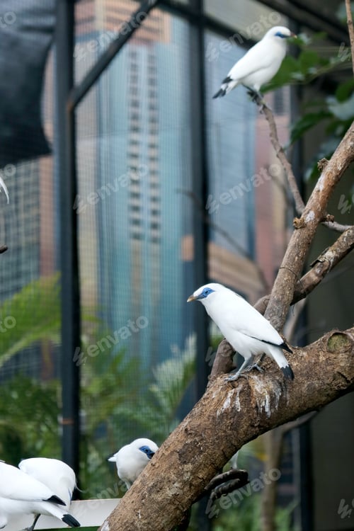 Preview: Group of Bali Myna Bird on Big Bird Cage Aviary