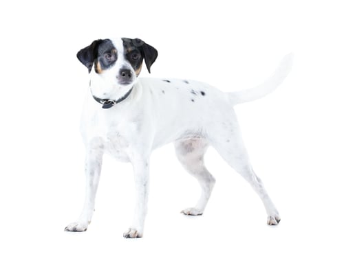Preview: Jack Russell dog, studio and white background with pet care, healthy and isolated with wellness. Ca