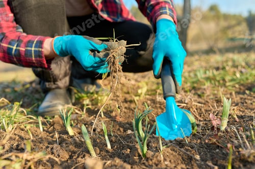 Preview: Seasonal spring gardening, woman's hands with tools on a flower bed with sprouting flowers