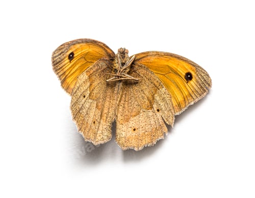 Preview: Dead butterfly In state of decomposition